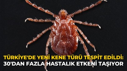 Türkiye'de Yeni Kene Türü Tespit Edildi: 30'dan Fazla Hastalık Etkeni Taşıyor