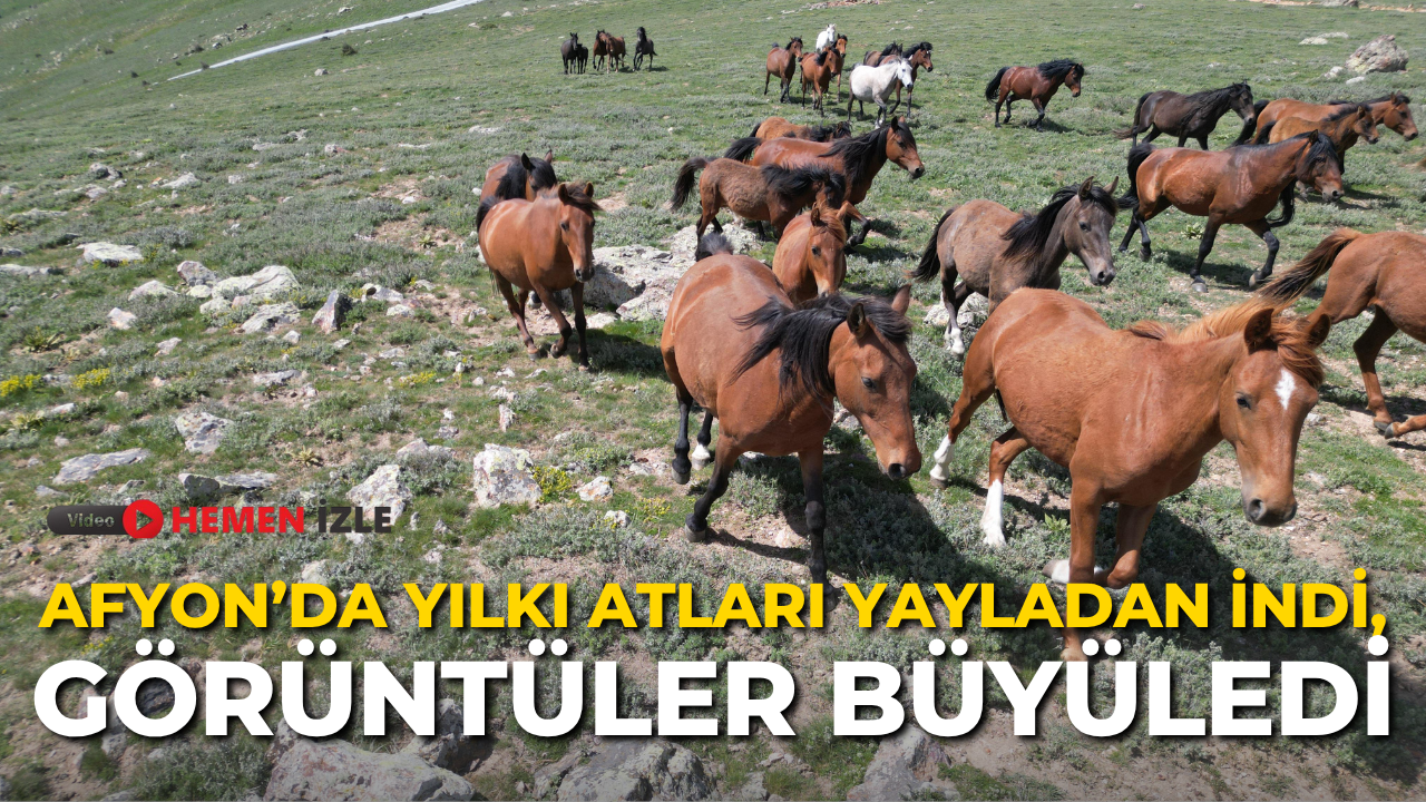 Afyon’da  Yılkı Atları Yayladan İndi, Görüntüler Büyüledi