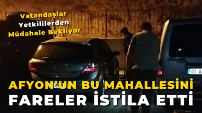 Afyon’un Bu Mahallesini Fareler İstila Etti: Vatandaşlar Yetkililerden Müdahale Bekliyor