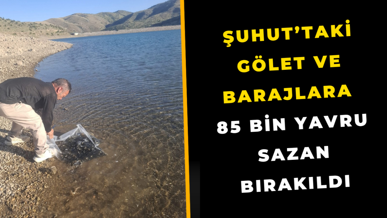 Şuhut’taki Gölet ve Barajlara 85 Bin Yavru Sazan Bırakıldı