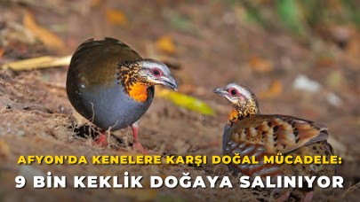 Afyon'da Kenelere Karşı Doğal Mücadele: 9 Bin Keklik Doğaya Salınıyor