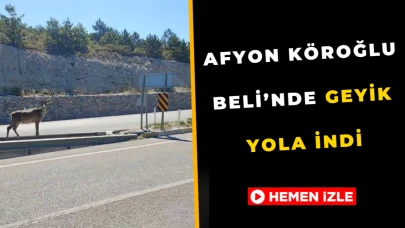 Afyon Köroğlu Beli’nde Geyik Yola İndi