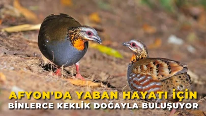 Afyon'da Yaban Hayatı İçin Binlerce Keklik Doğayla Buluşuyor