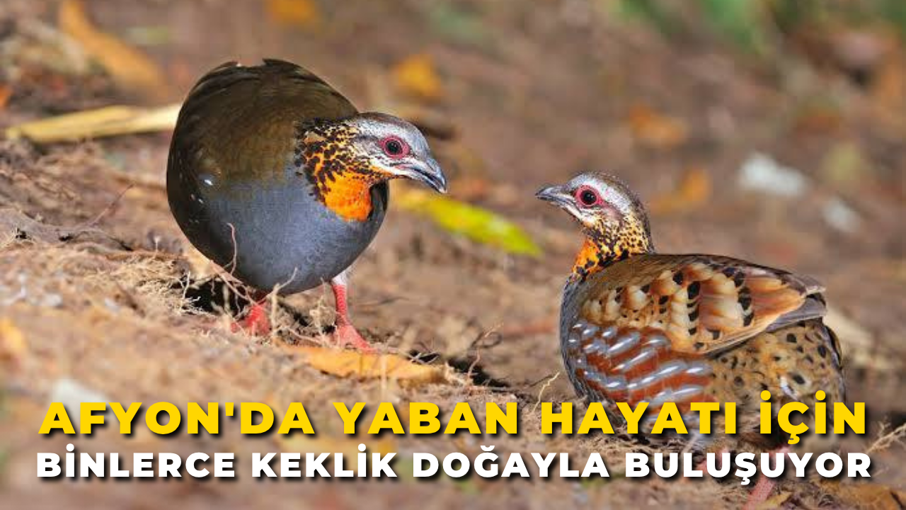 Afyon'da Yaban Hayatı İçin Binlerce Keklik Doğayla Buluşuyor