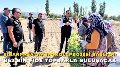 Sinanpaşa Taşoluk’ta Brokoli Seferberliği: 862 Bin Fide Toprakla Buluşuyor