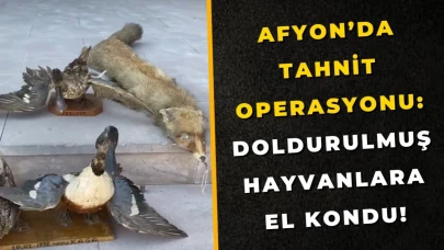 Afyon’da Tahnit Operasyonu: Doldurulmuş Hayvanlara El Kondu!