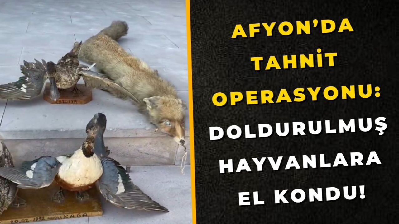 Afyon’da Tahnit Operasyonu: Doldurulmuş Hayvanlara El Kondu!