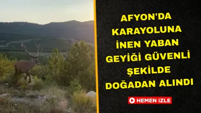 Afyon'da Karayoluna İnen Yaban Geyiği Güvenli Şekilde Doğadan Alındı