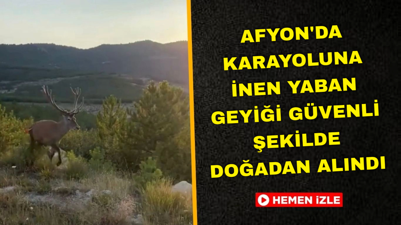 Afyon'da Karayoluna İnen Yaban Geyiği Güvenli Şekilde Doğadan Alındı