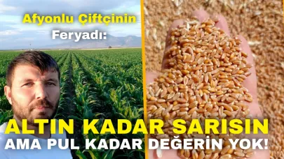 Afyonlu Çiftçinin Feryadı: “Altın Kadar Sarısın Ama Pul Kadar Değerin Yok!”