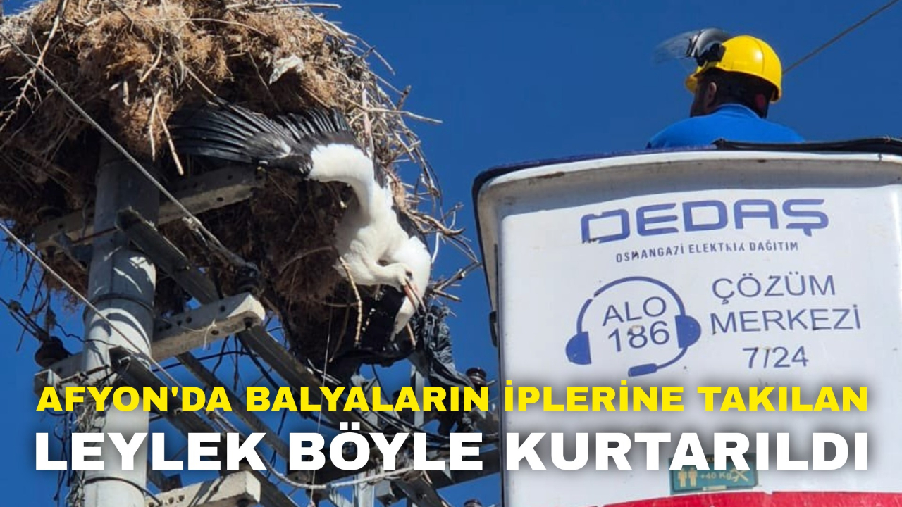 Afyon'da Balyaların İplerine Takılan Leylek Böyle Kurtarıldı