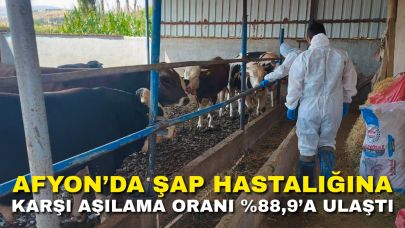 Afyon’da Şap Hastalığına Karşı Aşılama Oranı %88,9’a Ulaştı