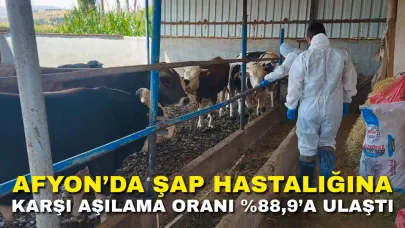 Afyon’da Şap Hastalığına Karşı Aşılama Oranı %88,9’a Ulaştı