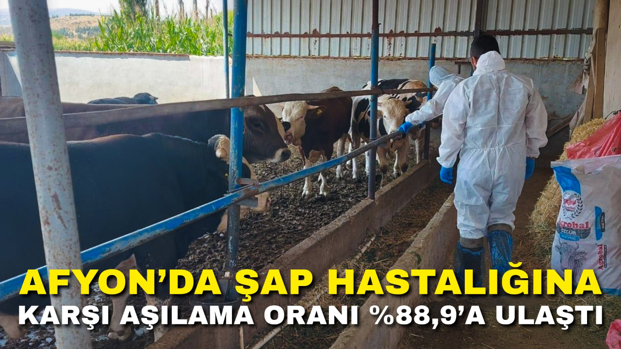 Afyon’da Şap Hastalığına Karşı Aşılama Oranı %88,9’a Ulaştı