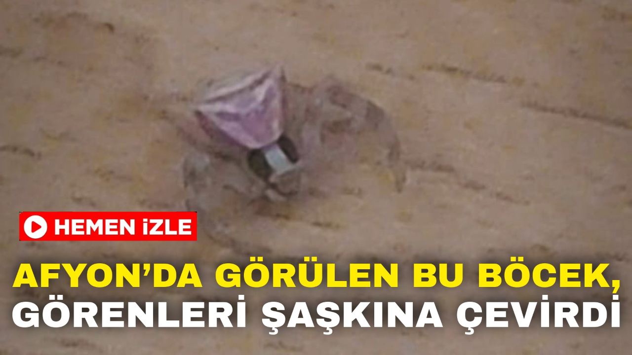 Afyon’da Görülen Bu Böcek, Görenleri Şaşkına Çevirdi