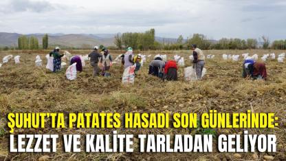 Şuhut’ta Patates Hasadı Son Günlerinde: Lezzet ve Kalite Tarladan Geliyor