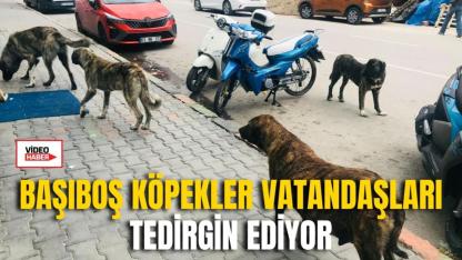Başıboş Köpekler Vatandaşları Tedirgin Ediyor