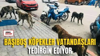 Başıboş Köpekler Vatandaşları Tedirgin Ediyor