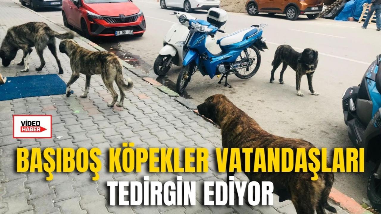 Başıboş Köpekler Vatandaşları Tedirgin Ediyor