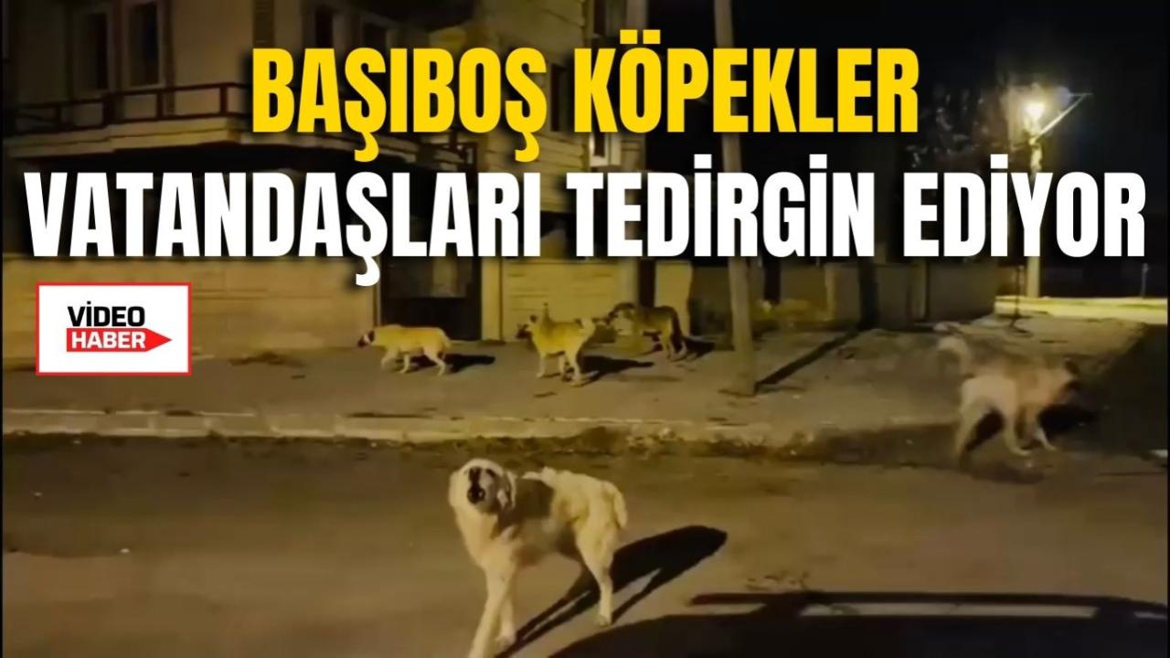 Başıboş Köpekler Vatandaşları Tedirgin Ediyor