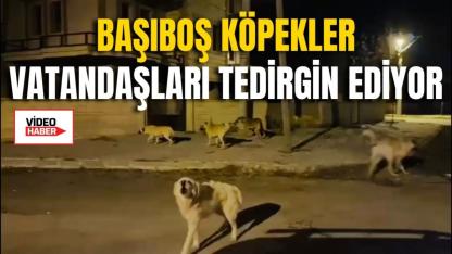 Başıboş Köpekler Vatandaşları Tedirgin Ediyor