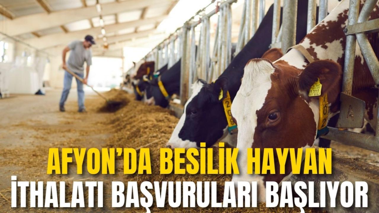 Afyon’da Besilik Hayvan İthalatı Başvuruları Başlıyor