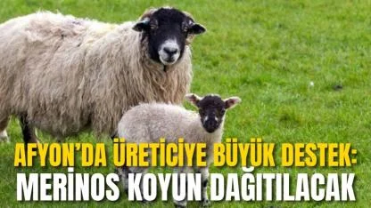 Afyon’da Üreticiye Büyük Destek: Merinos Koyun Dağıtılacak