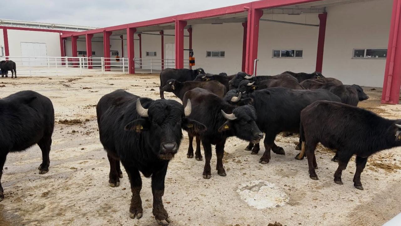 Afyon’da 30 Damızlık Manda Yetiştiricilere Teslim Edildi