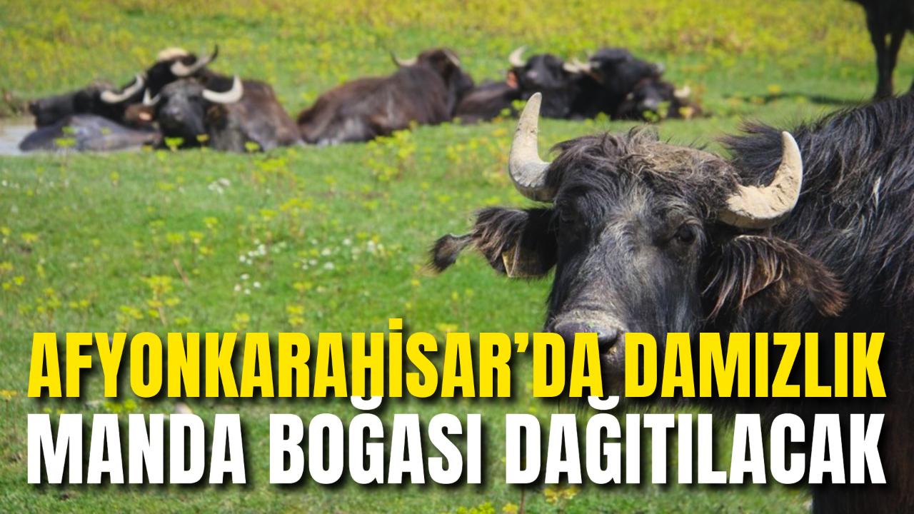 Afyon’da Damızlık Manda Boğası Dağıtılacak