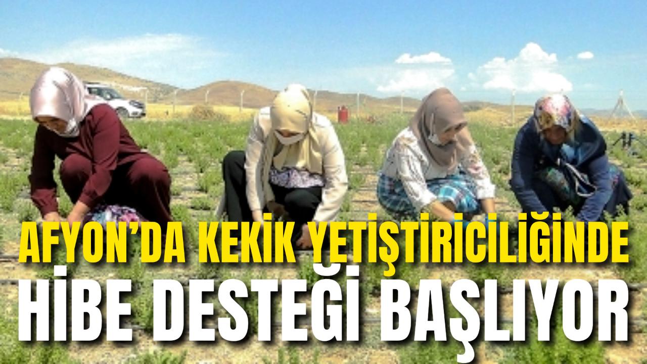 Afyon’da Kekik Yetiştiriciliğinde Hibe Desteği Başlıyor