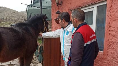 Afyonkarahisar’da At Vebası Alarmı: Tek Tırnaklı Hayvanlar Mercek Altında