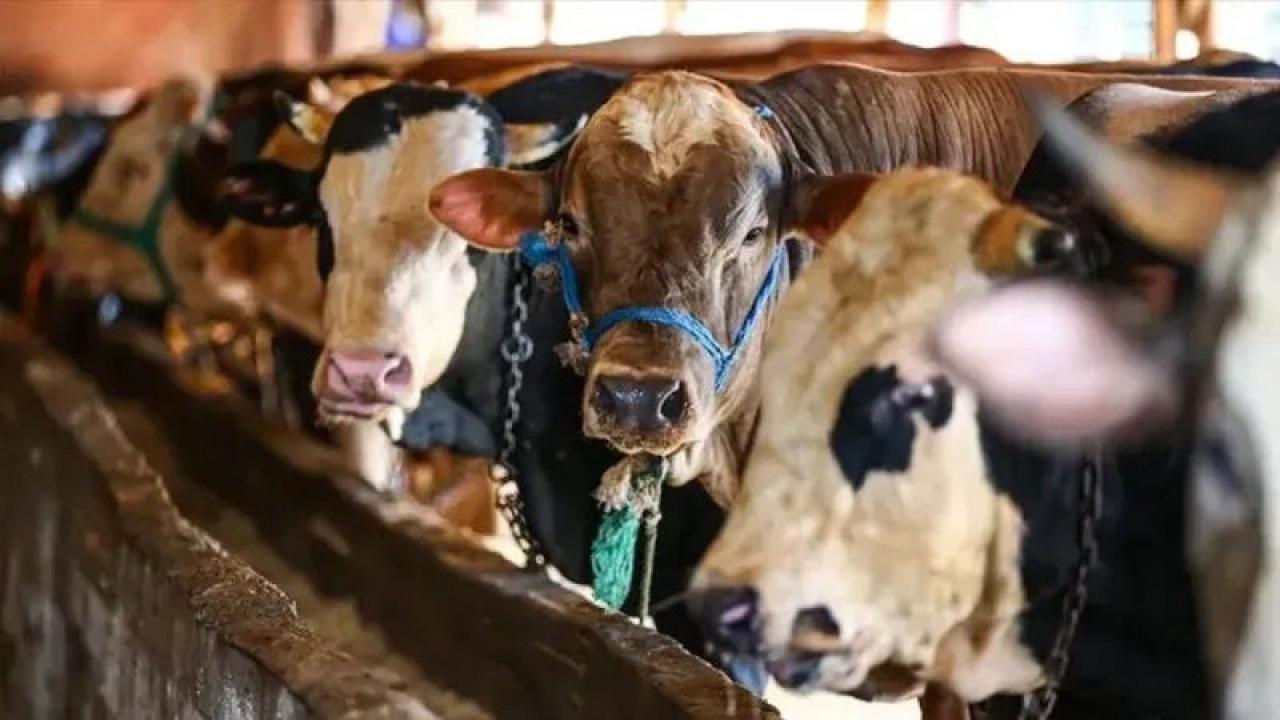 Kurbanlık Fiyatları Şimdiden Netleşiyor: Piyasada Hareketlilik Başladı