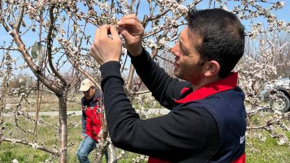 Afyonkarahisar’da Zirai Don Sonrası Hasar Tespit Çalışmaları Yapıldı