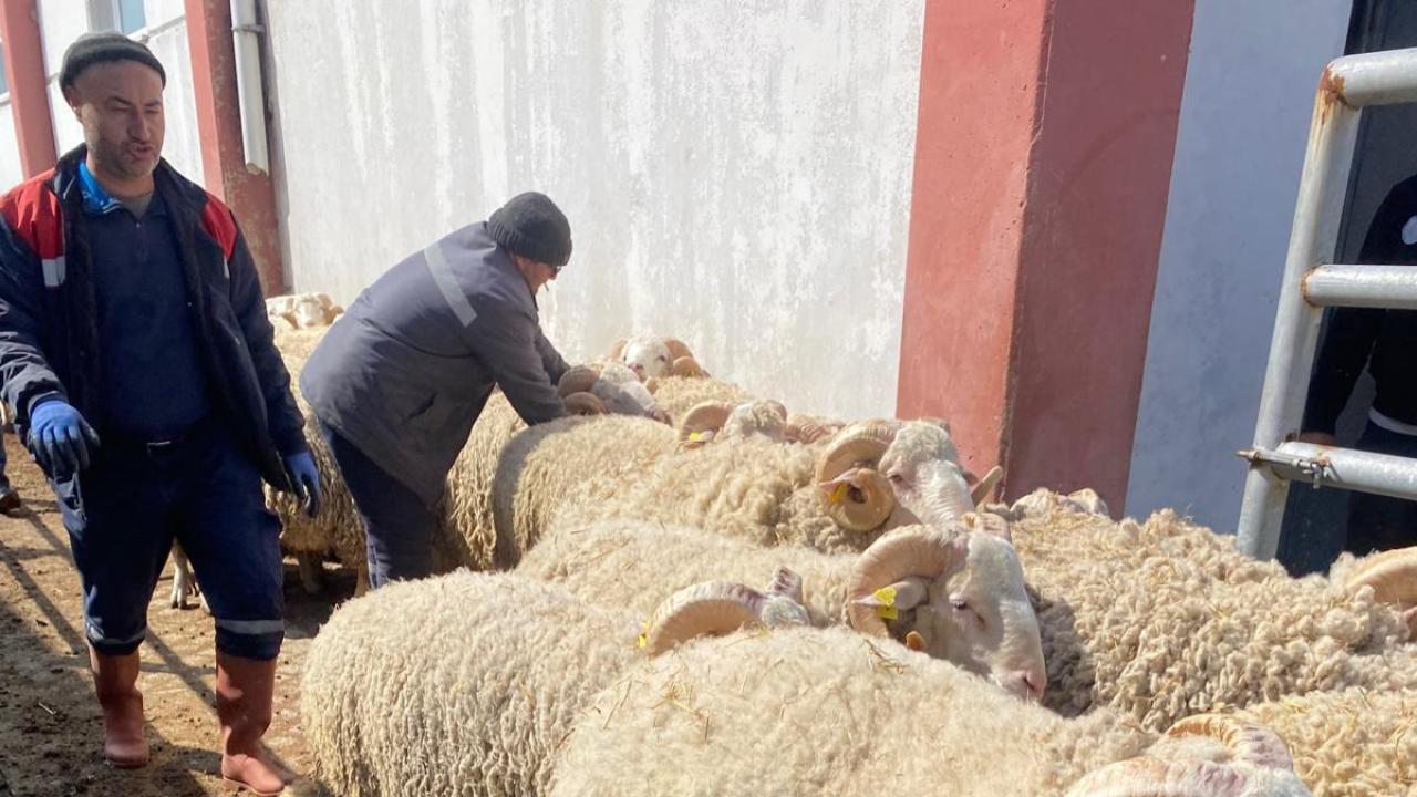 AKÜ’den Hayvancılığa Destek: 30 Damızlık Koç Teslim Edildi