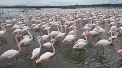 Eber Gölü’nde Flamingolar Görsel Şölen Yarattı