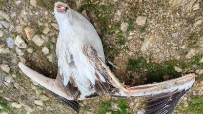 Gebeceler Barajı’nda Çöp ve Altyapı Tepkisi: “Doğal Alan Korumaya Alınmalı”