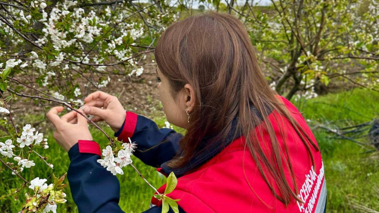 Afyon’da Zirai Don Sonrası Hasar Tespiti Başladı